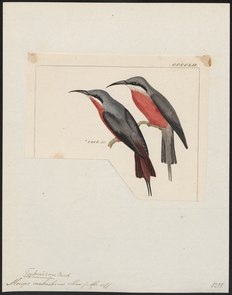 rosy bee-eater (Merops malimbicus); DISPLAY FULL IMAGE.
