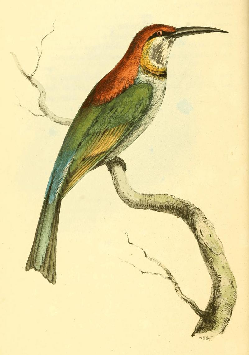 chestnut-headed bee-eater (Merops leschenaulti); DISPLAY FULL IMAGE.
