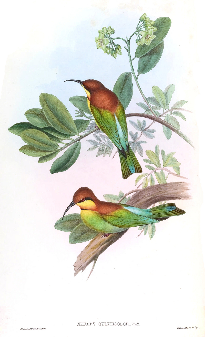 chestnut-headed bee-eater (Merops leschenaulti); DISPLAY FULL IMAGE.