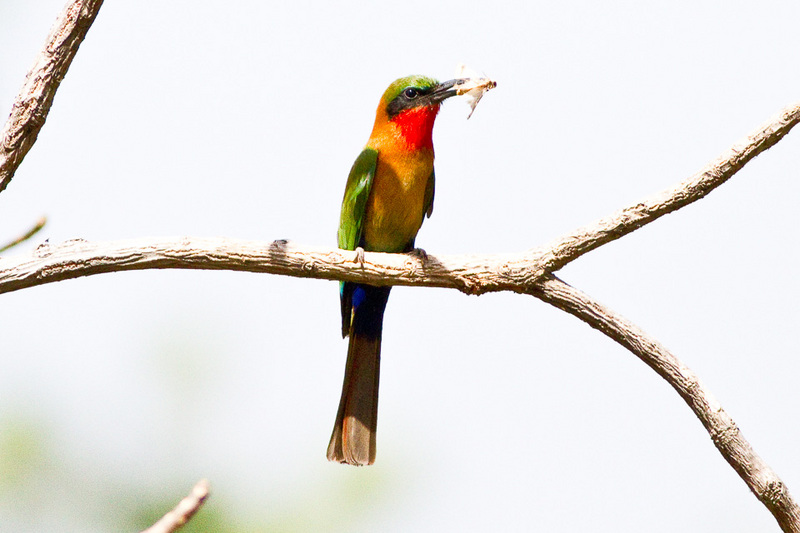 red-throated bee-eater (Merops bulocki); DISPLAY FULL IMAGE.