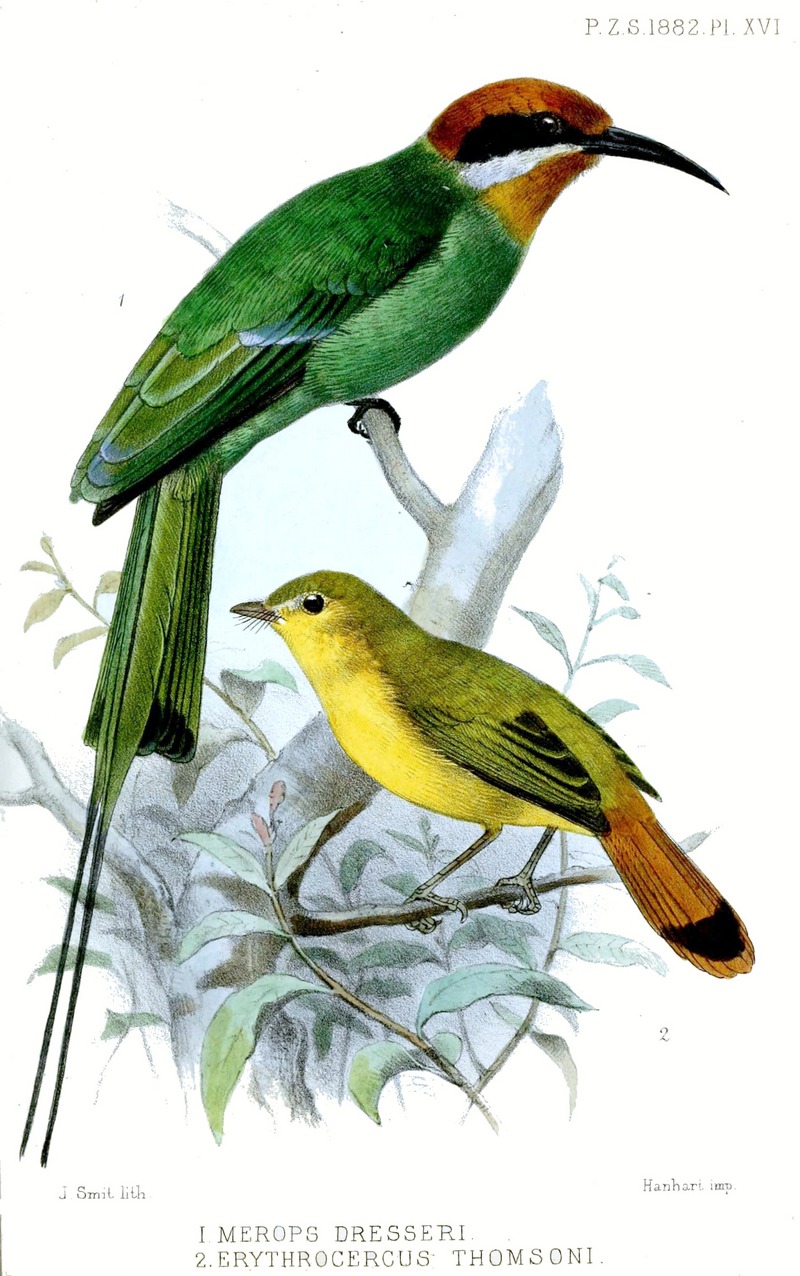 Böhm's bee-eater (Merops boehmi), Livingstone's flycatcher (Erythrocercus livingstonei); DISPLAY FULL IMAGE.