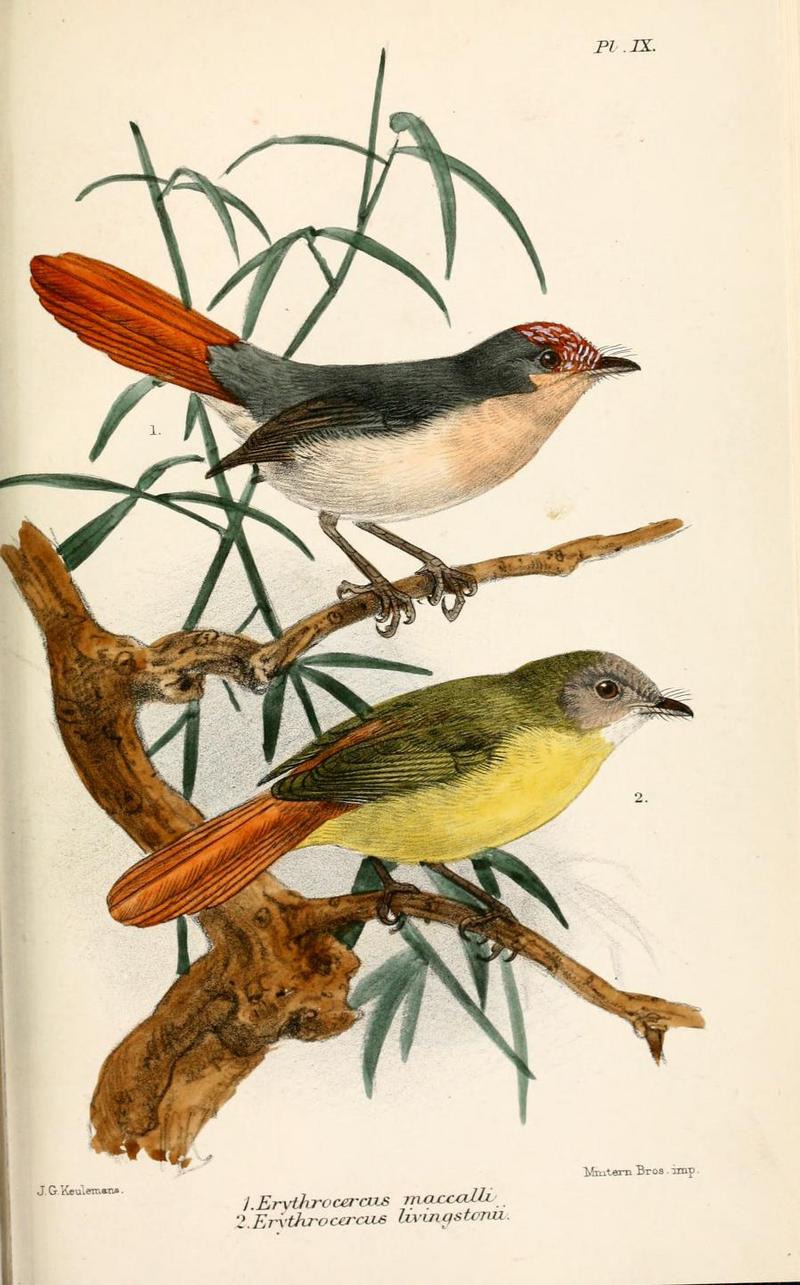 chestnut-capped flycatcher (Erythrocercus mccallii), Livingstone's flycatcher (Erythrocercus livingstonei); DISPLAY FULL IMAGE.