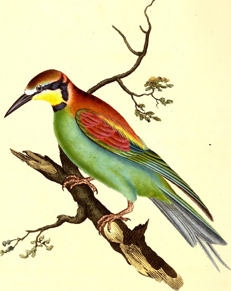 European bee-eater (Merops apiaster); DISPLAY FULL IMAGE.