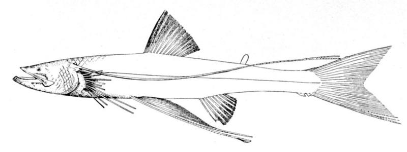 Bathypterois dubius, Mediterranean spiderfish; DISPLAY FULL IMAGE.