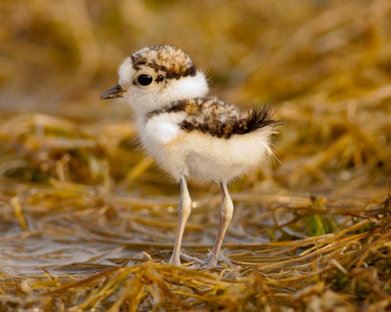 little ringed plover (Charadrius dubius) chick; DISPLAY FULL IMAGE.