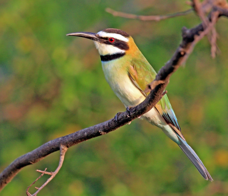 white-throated bee-eater (Merops albicollis) female; DISPLAY FULL IMAGE.