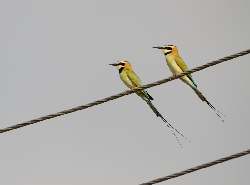 white-throated bee-eater (Merops albicollis); DISPLAY FULL IMAGE.