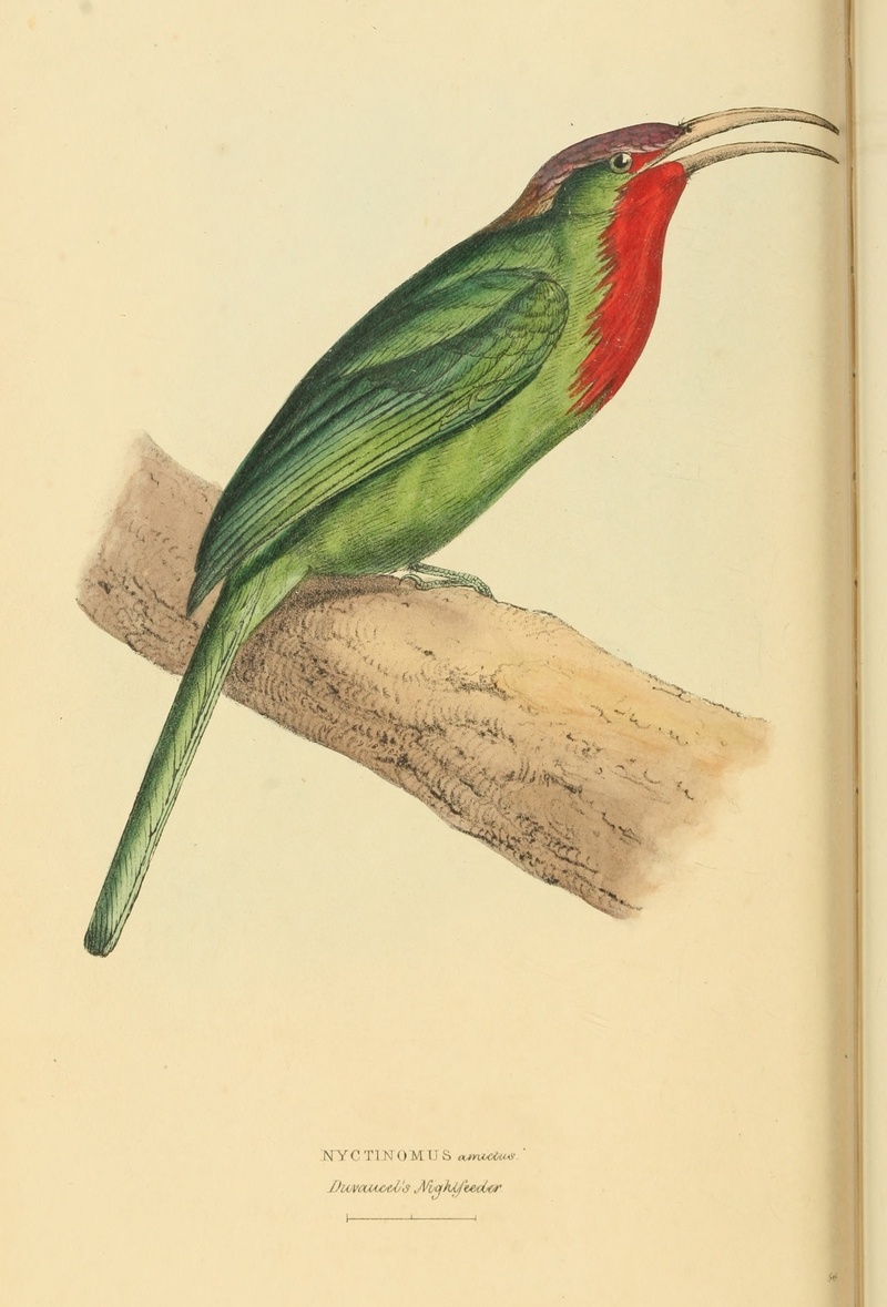 red-bearded bee-eater (Nyctyornis amictus); DISPLAY FULL IMAGE.