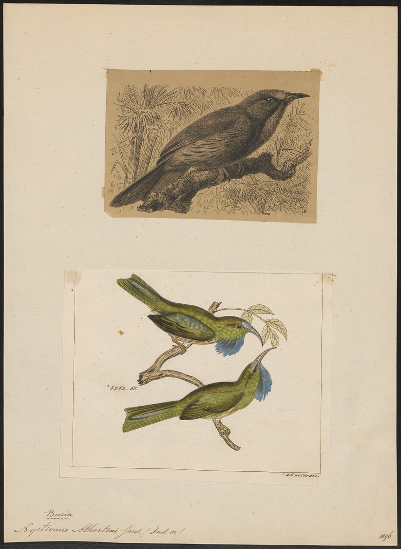 blue-bearded bee-eater (Nyctyornis athertoni); DISPLAY FULL IMAGE.