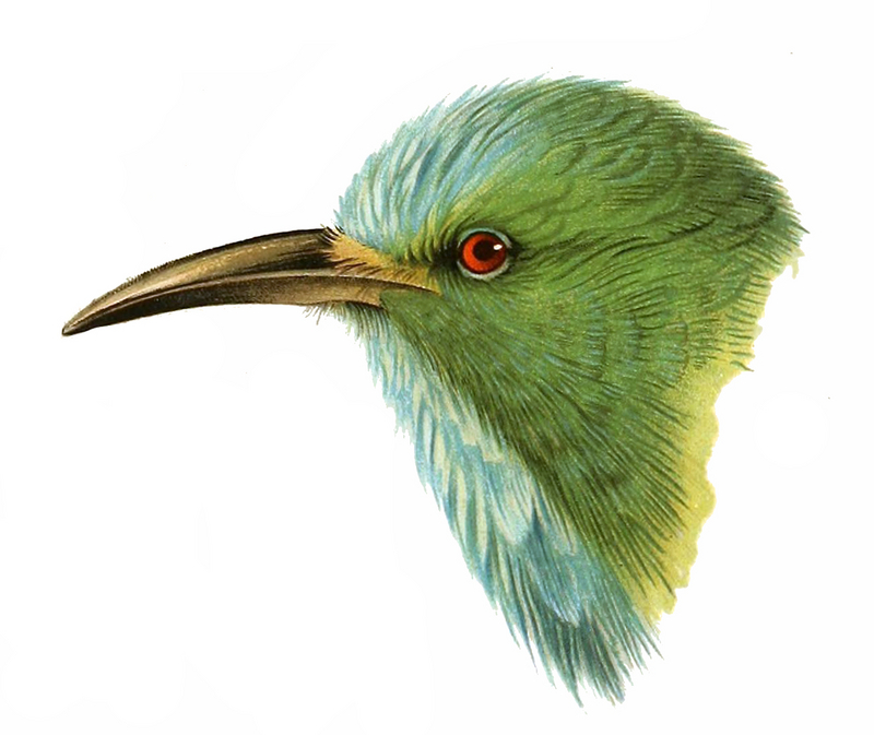 blue-bearded bee-eater (Nyctyornis athertoni); DISPLAY FULL IMAGE.