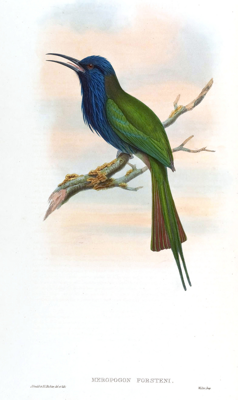 purple-bearded bee-eater, Celebes bee-eater (Meropogon forsteni); DISPLAY FULL IMAGE.