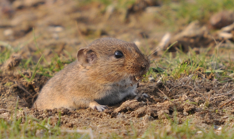 Günther's vole, Levant vole (Microtus guentheri); DISPLAY FULL IMAGE.