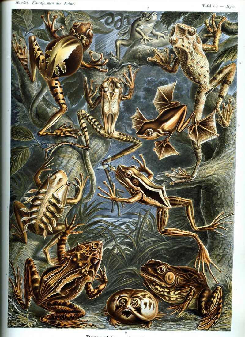 Haeckel frogs with labels; DISPLAY FULL IMAGE.