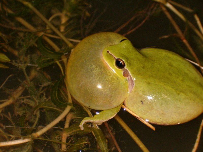 Mediterranean tree frog, stripeless tree frog (Hyla meridionalis); DISPLAY FULL IMAGE.