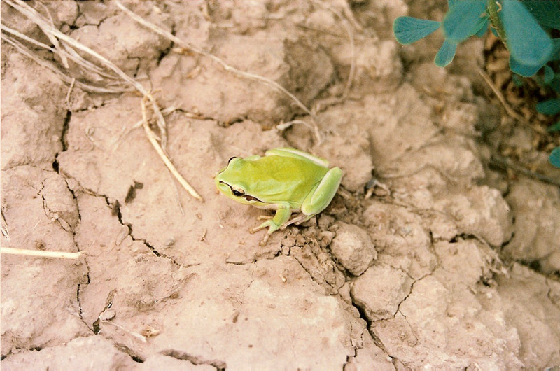 Mediterranean tree frog, stripeless tree frog (Hyla meridionalis); DISPLAY FULL IMAGE.