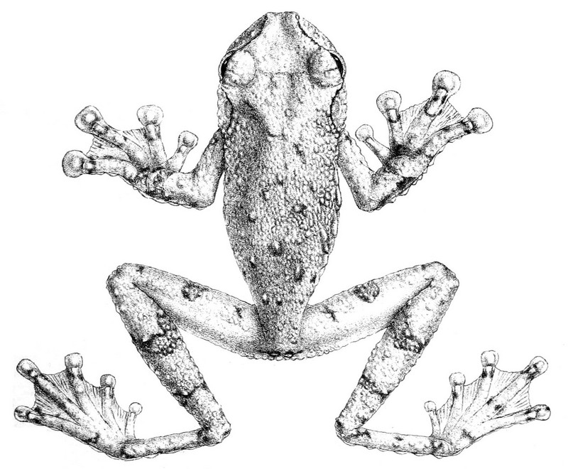 Ecnomiohyla tuberculosa (Canelos treefrog); DISPLAY FULL IMAGE.