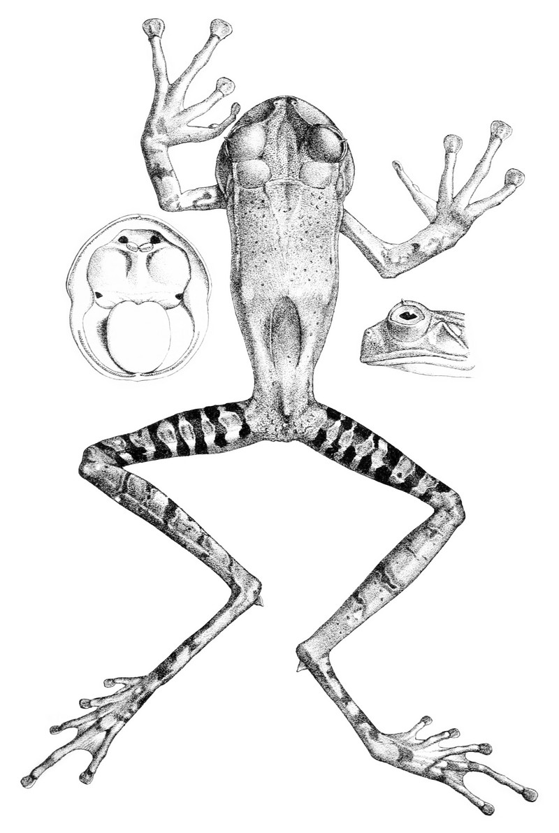 Gastrotheca guentheri (Guenther's marsupial frog, dentate marsupial frog); DISPLAY FULL IMAGE.