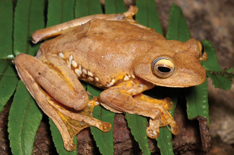Rhacophorus pardalis (harlequin tree frog, harlequin flying frog); DISPLAY FULL IMAGE.