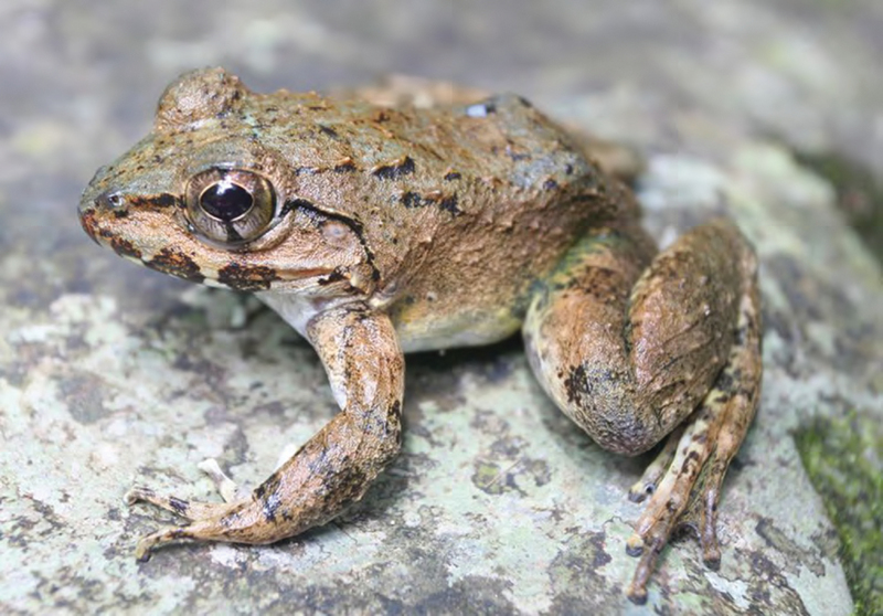 Luzon fanged frog (Limnonectes macrocephalus); DISPLAY FULL IMAGE.