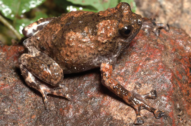 Kalinga narrowmouth toad (Kaloula kalingensis); DISPLAY FULL IMAGE.