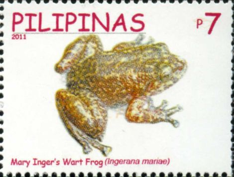 Mary's frog, Palawan eastern frog (Alcalus mariae); Image ONLY