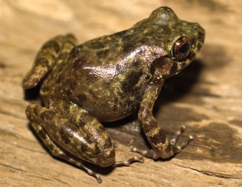 Luzon limestone forest frog (Platymantis biak); DISPLAY FULL IMAGE.