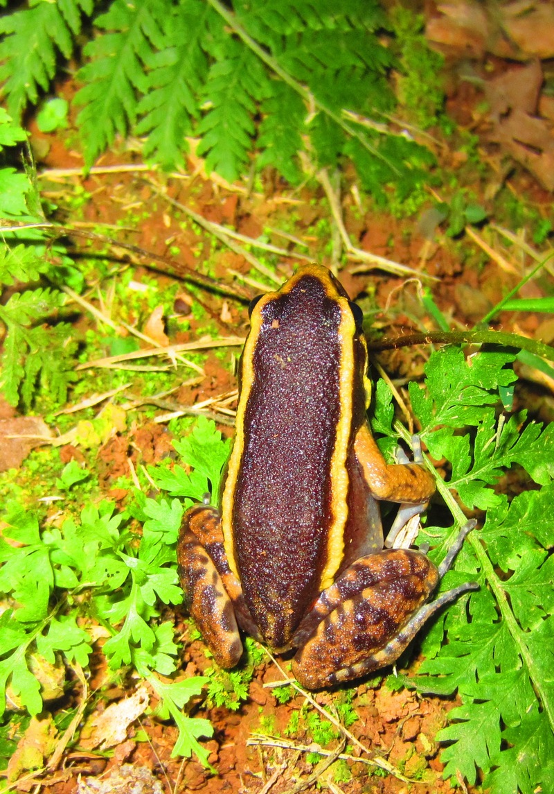 painted antnest frog (Lithodytes lineatus); DISPLAY FULL IMAGE.