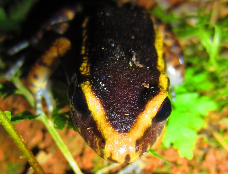 painted antnest frog (Lithodytes lineatus); DISPLAY FULL IMAGE.