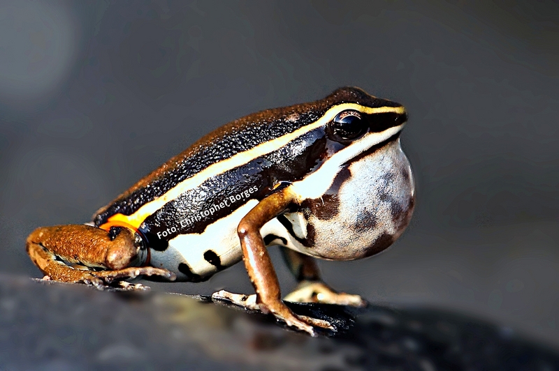 spot-legged poison frog (Ameerega picta); DISPLAY FULL IMAGE.
