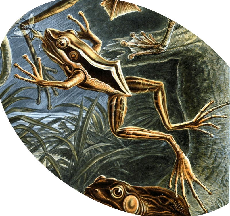 common green frog (Hylarana erythraea); DISPLAY FULL IMAGE.