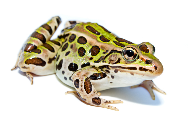 northern leopard frog (Lithobates pipiens); DISPLAY FULL IMAGE.