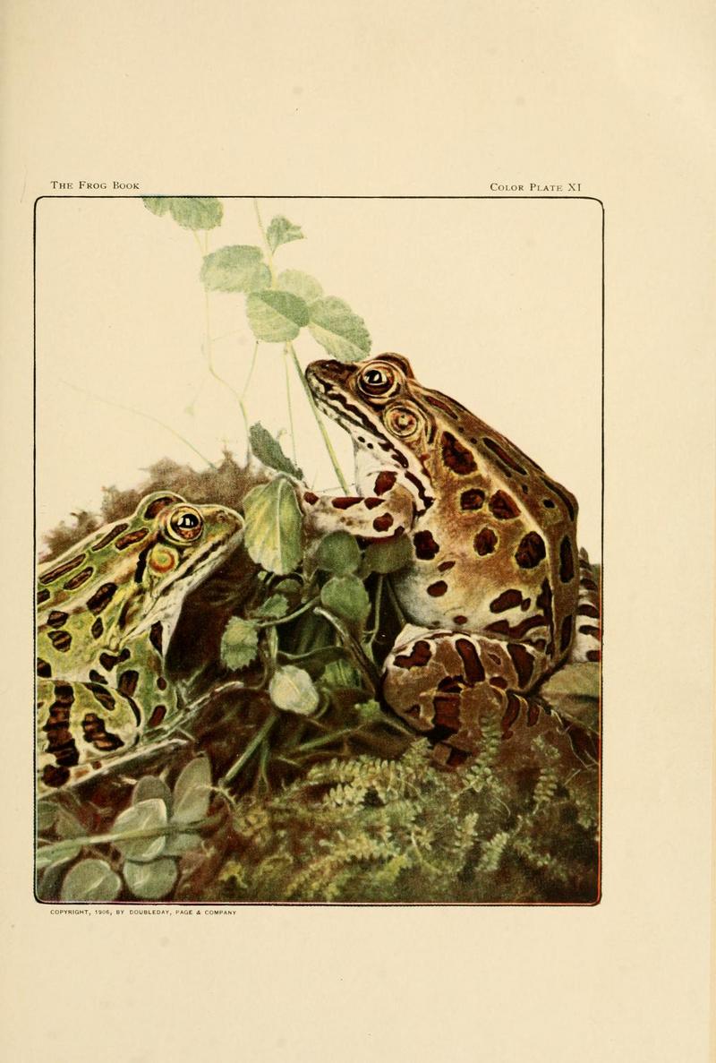 northern leopard frog (Lithobates pipiens); DISPLAY FULL IMAGE.