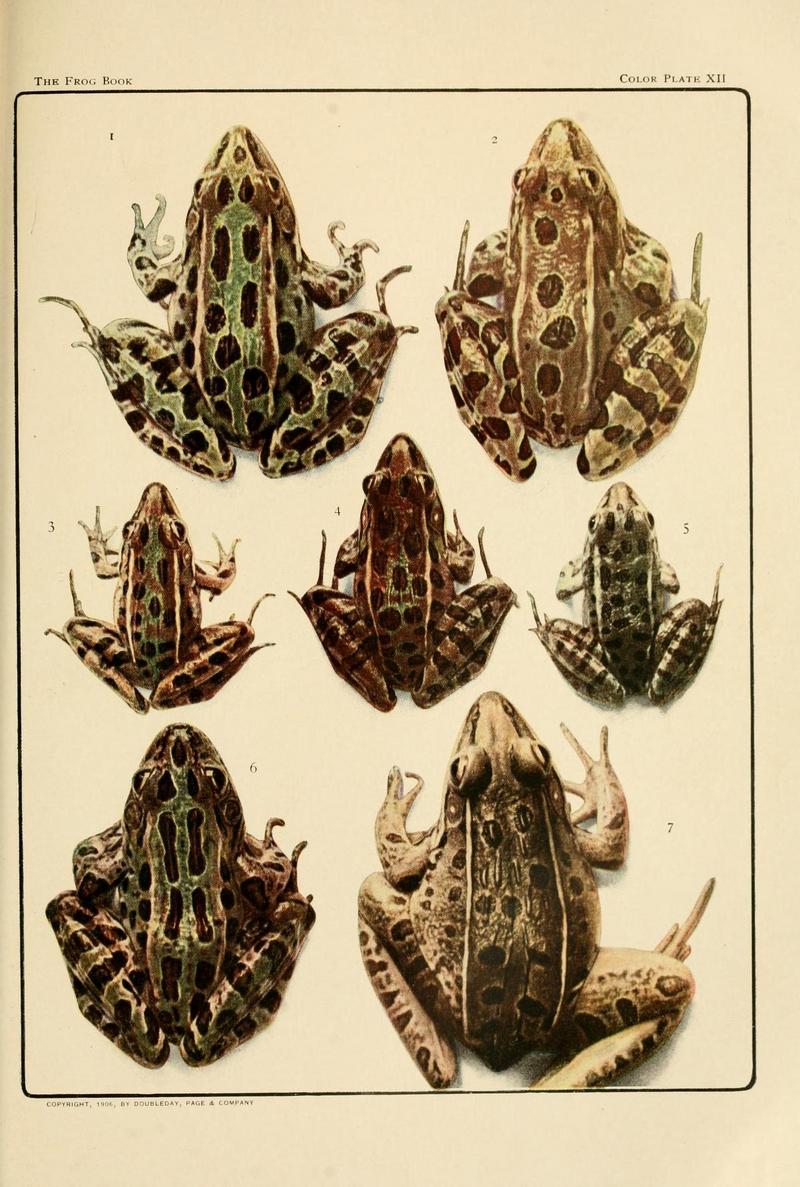 northern leopard frog (Lithobates pipiens), southern leopard frog (Lithobates sphenocephalus; DISPLAY FULL IMAGE.