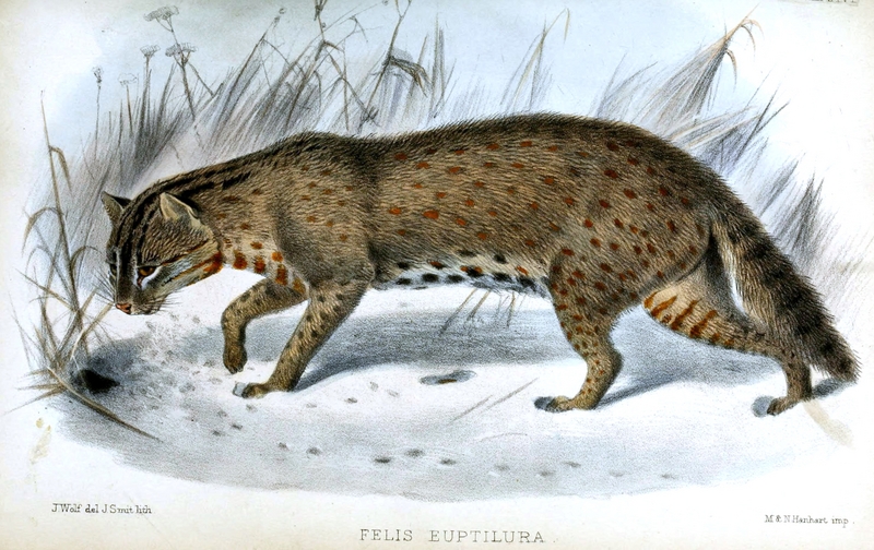 Amur leopard cat (Prionailurus bengalensis euptilurus); DISPLAY FULL IMAGE.