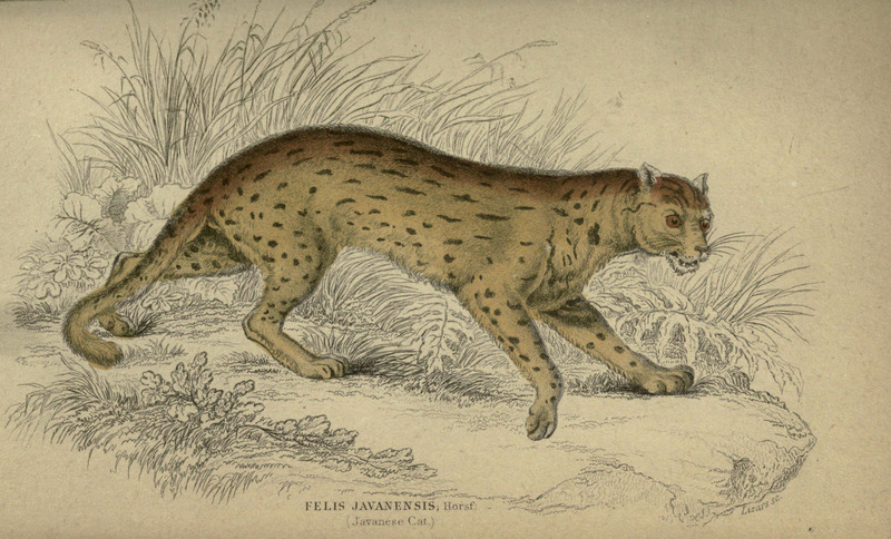 Javan leopard cat (Prionailurus bengalensis javanensis); DISPLAY FULL IMAGE.