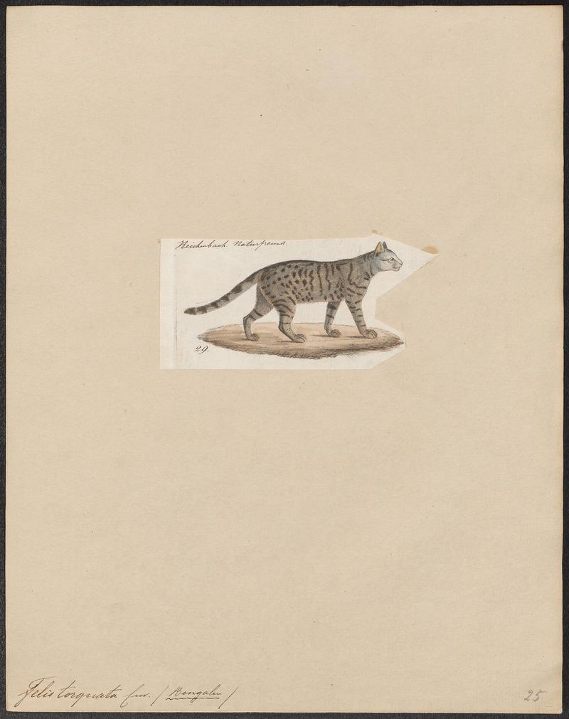 leopard cat (Prionailurus bengalensis); DISPLAY FULL IMAGE.