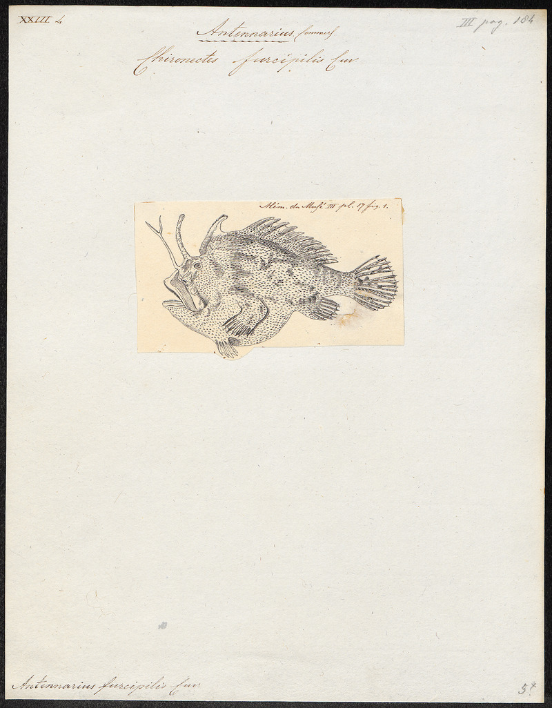 Kuiterichthys furcipilis, Rough anglerfish; DISPLAY FULL IMAGE.