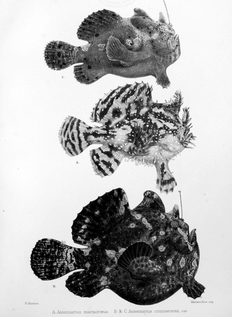 Sargassumfish (Histrio histrio), Commerson's frogfish (Antennarius commerson); DISPLAY FULL IMAGE.