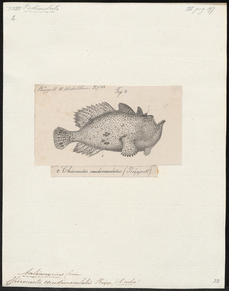 Commerson's frogfish, giant frogfish (Antennarius commerson); DISPLAY FULL IMAGE.