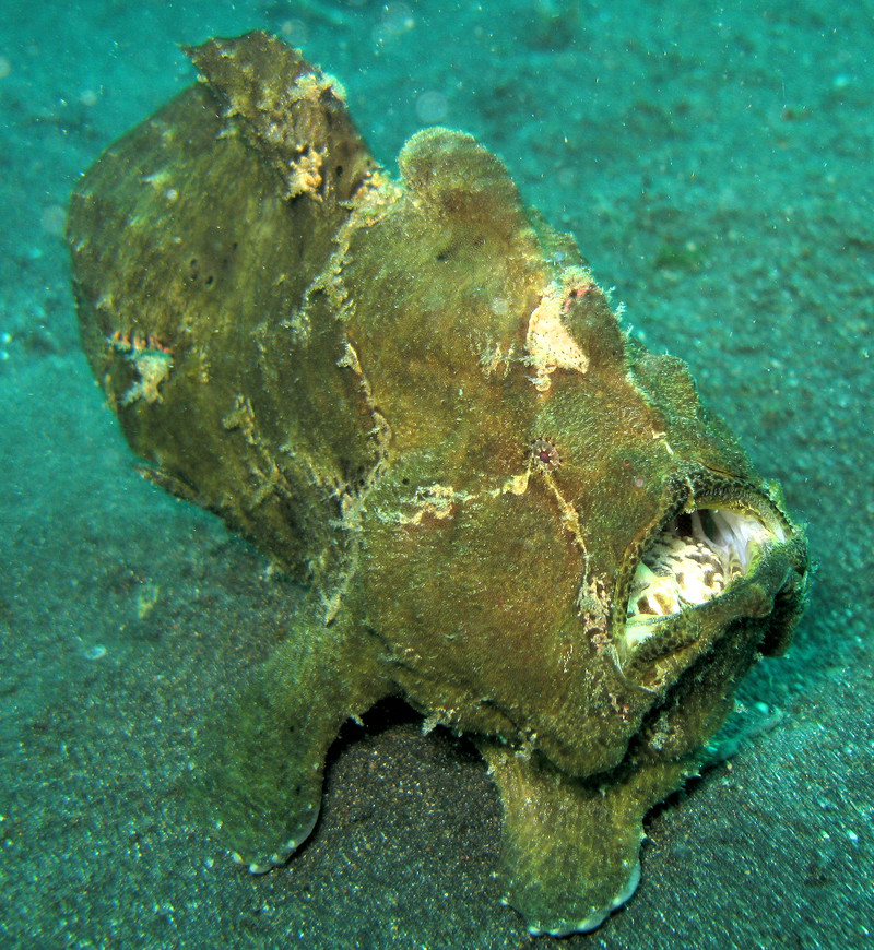 Commerson's frogfish, giant frogfish (Antennarius commerson); DISPLAY FULL IMAGE.
