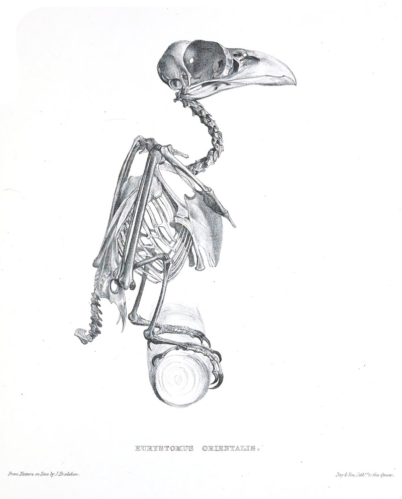 Oriental dollarbird, dollar roller (Eurystomus orientalis); DISPLAY FULL IMAGE.