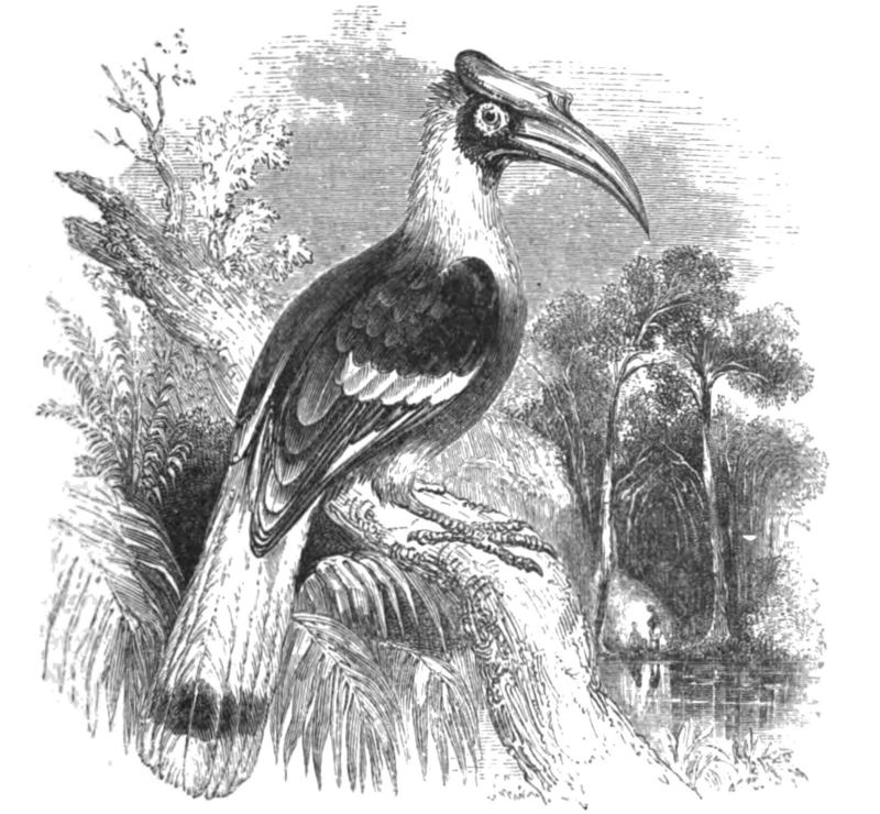 great hornbill (Buceros bicornis); DISPLAY FULL IMAGE.