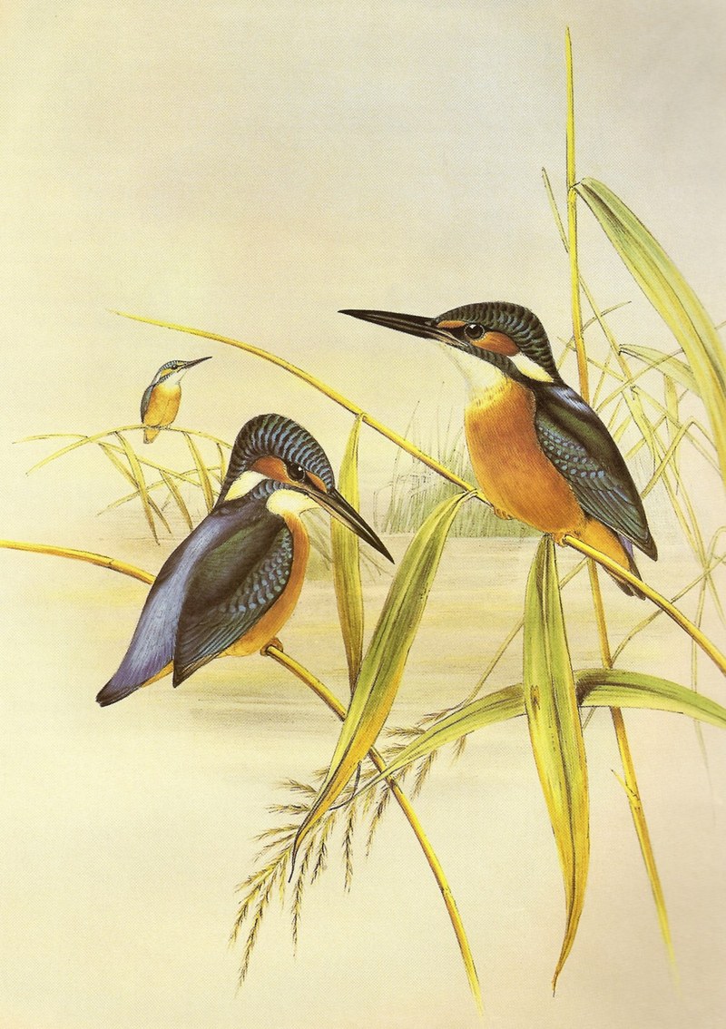 Indian kingfisher (Alcedo atthis bengalensis); DISPLAY FULL IMAGE.