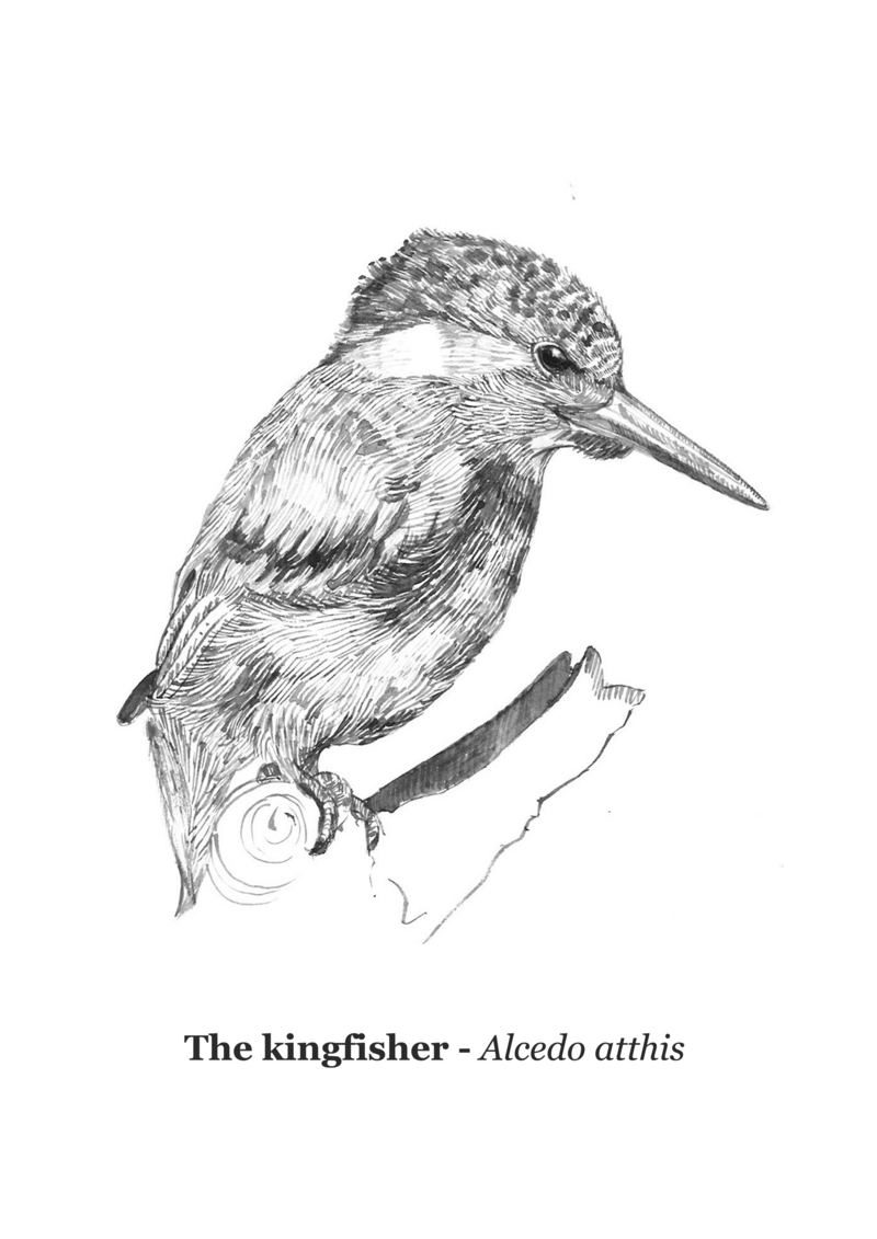 Eurasian kingfisher, common kingfisher (Alcedo atthis); DISPLAY FULL IMAGE.