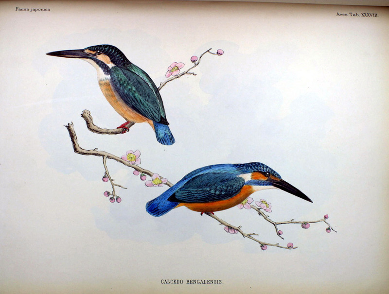Eurasian kingfisher, common kingfisher (Alcedo atthis bengalensis); DISPLAY FULL IMAGE.