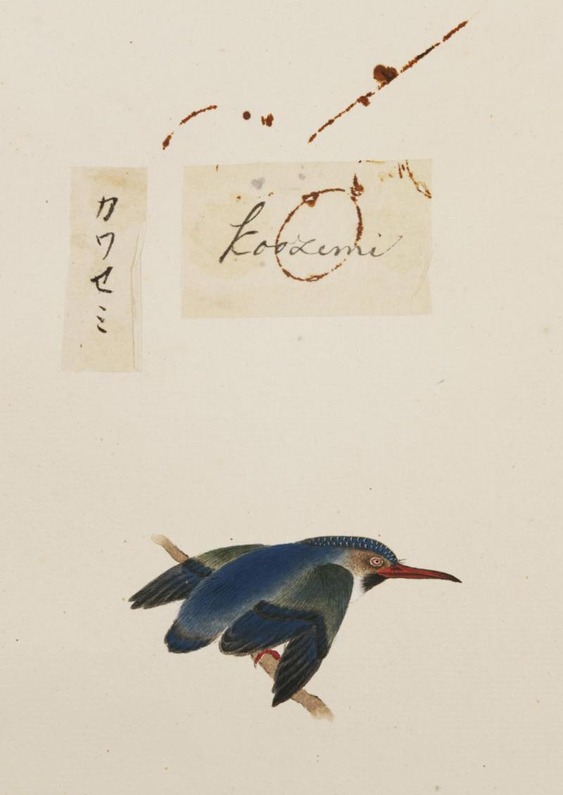 Eurasian kingfisher, common kingfisher (Alcedo atthis bengalensis); DISPLAY FULL IMAGE.