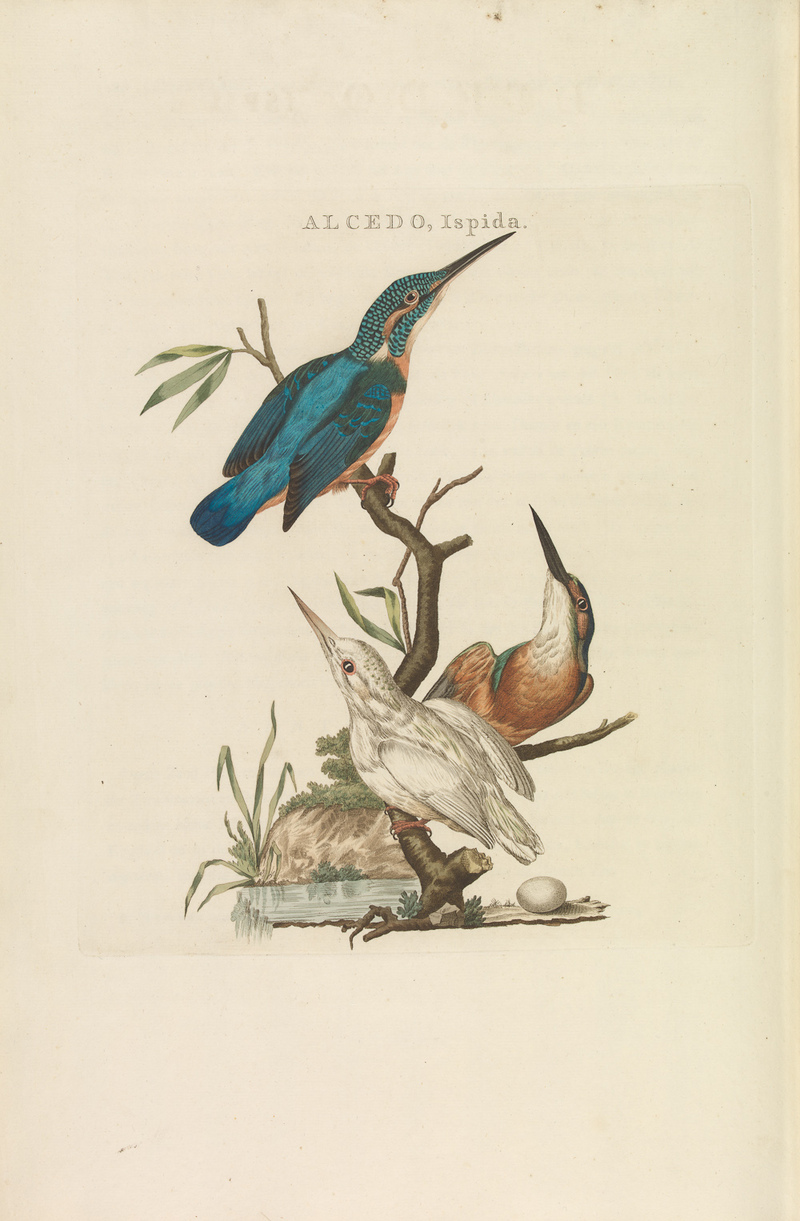 European kingfisher, common kingfisher (Alcedo atthis ispida); DISPLAY FULL IMAGE.