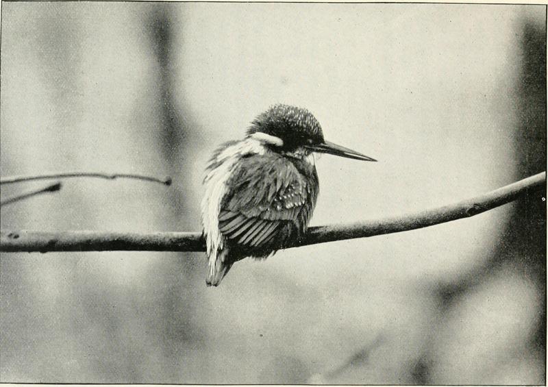 Eurasian kingfisher, common kingfisher (Alcedo atthis); DISPLAY FULL IMAGE.