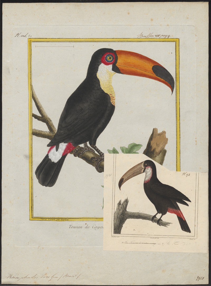 toco toucan (Ramphastos toco); DISPLAY FULL IMAGE.