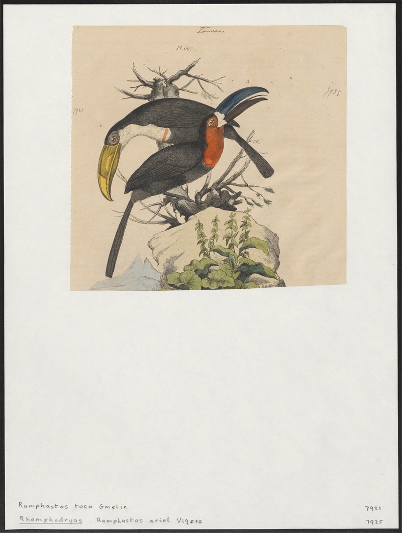 toco toucan (Ramphastos toco); DISPLAY FULL IMAGE.